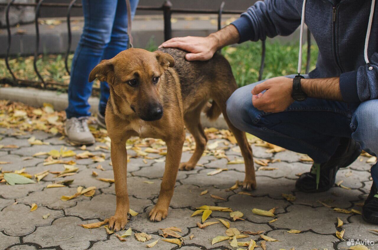 Приют отзывы. Приют друзья Воронеж.