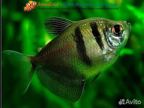 Продается аквариумная рыбка купить на Зозу.ру - фотография № 3