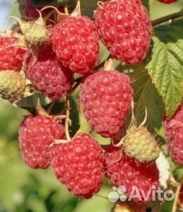 Малина Гусар зкс с ягодами купить на Зозу.ру - фотография № 1