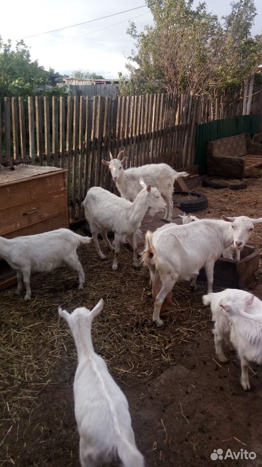 Продам коз, козлят,козочки дойные купить на Зозу.ру - фотография № 7