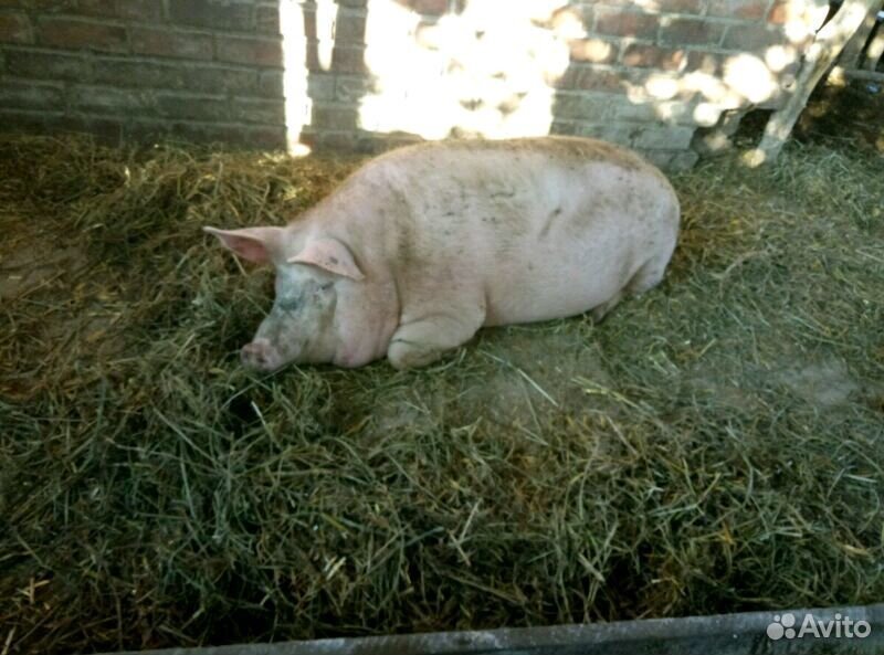 Домашние свиньи на мясо купить на Зозу.ру - фотография № 4