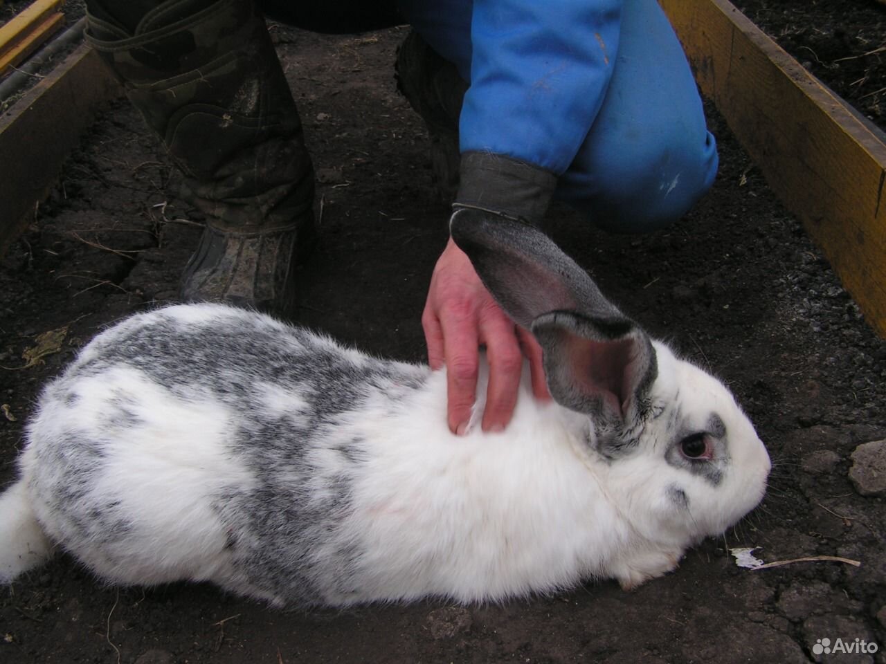 Кролики на племя и мясо кроликов купить на Зозу.ру - фотография № 1