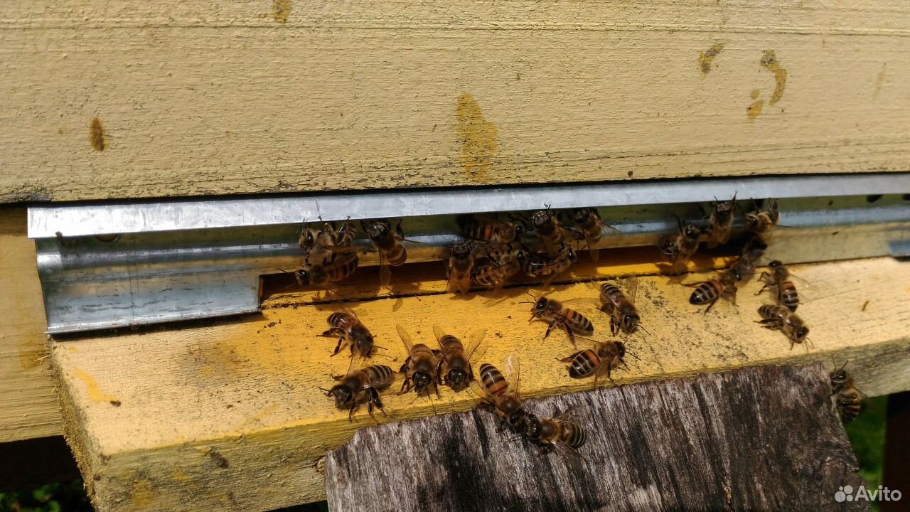 Продам пчел, пчелосемьи купить на Зозу.ру - фотография № 2