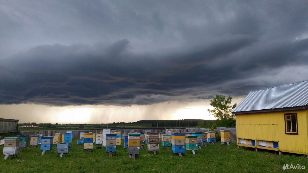 Продам пчел, пчелосемьи купить на Зозу.ру - фотография № 3