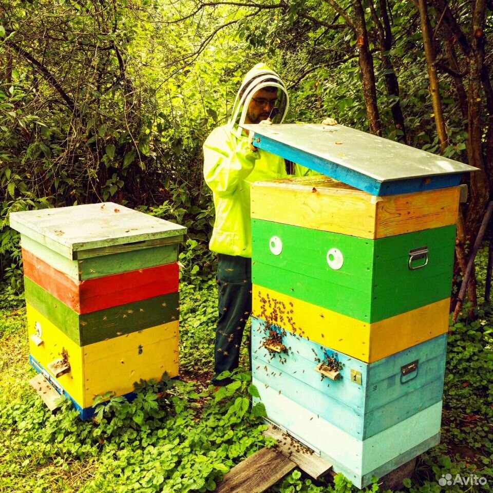 Продам семьи пчел карпатской породы купить на Зозу.ру - фотография № 3
