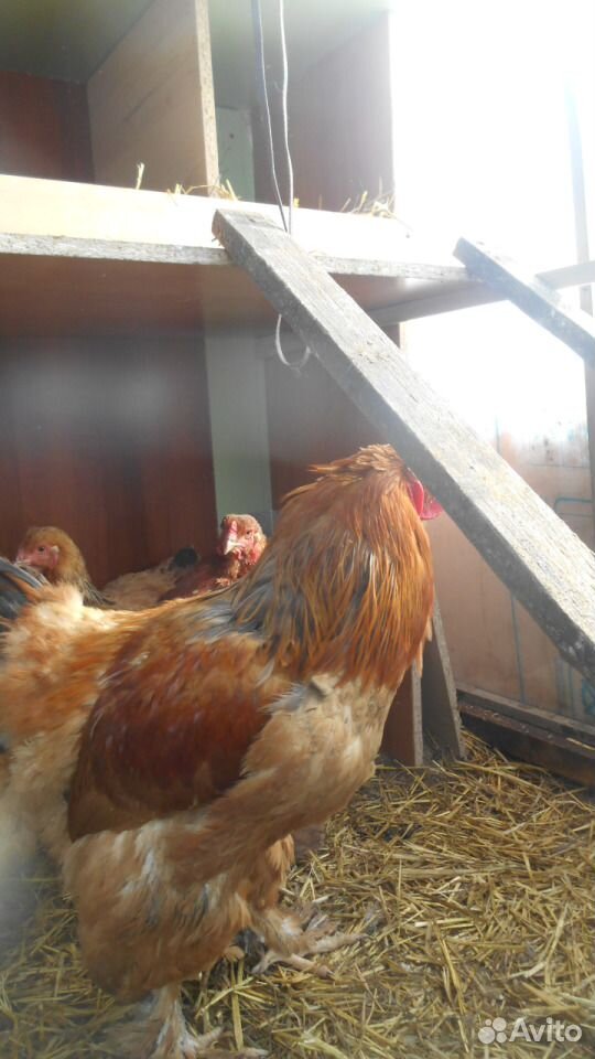 Инкуб. яйцо, цыплята Брама, Маран, Амрокс купить на Зозу.ру - фотография № 4