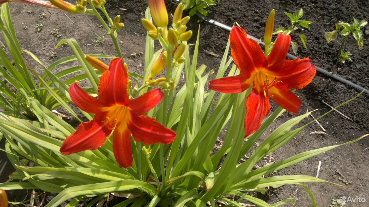 Лилейники - цветы многолетки на июль купить на Зозу.ру - фотография № 1