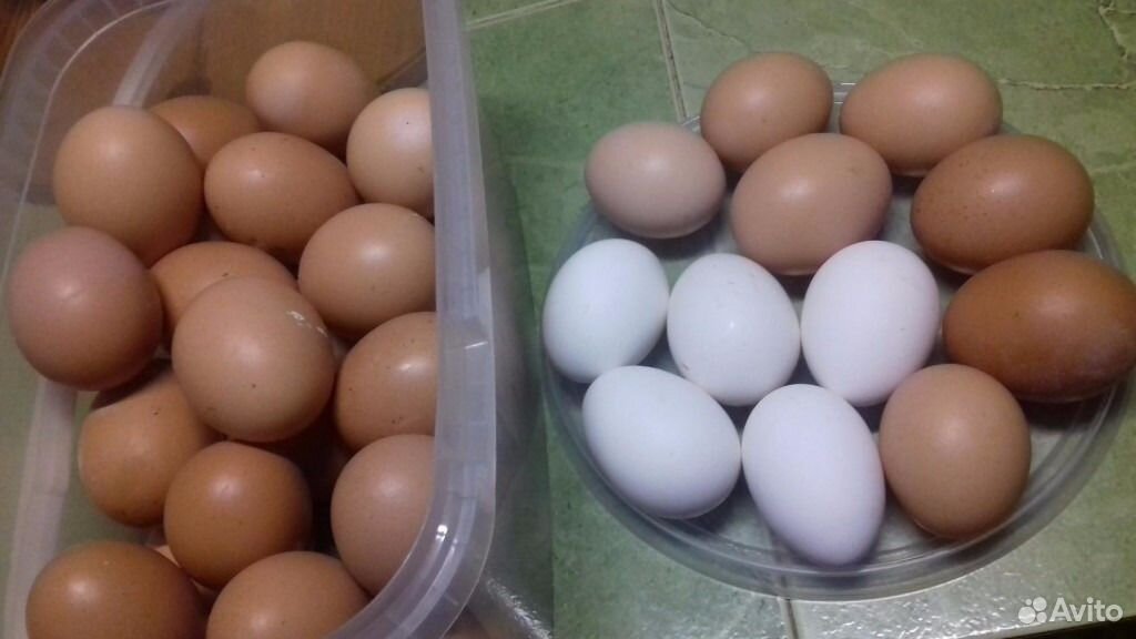 Купить инкубационное яйцо кучинской. Цвет яиц Адлеровские серебристые. Яйцо Адлерской серебристой. Адлер серебристый яйца. Цвет яиц у кур Адлерская серебристая.