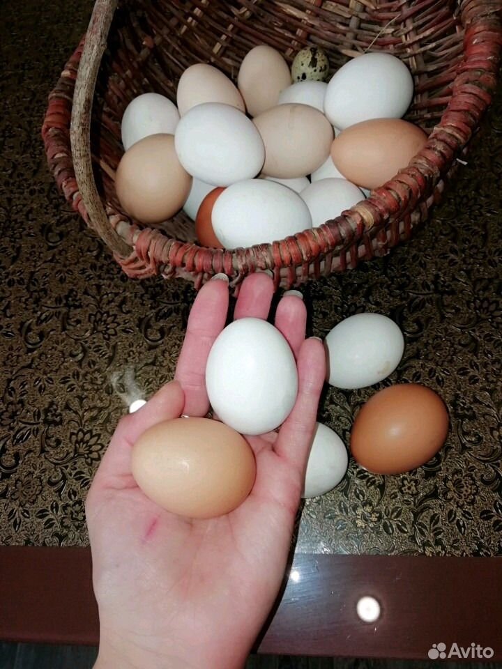 Яйцо инкубационное купить на Зозу.ру - фотография № 4