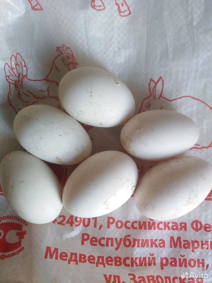 Гусиные яйца для инкубации купить. Гусиные яйца. Цвет гусиного яйца. Поделки из гусиных яиц. Инкубационное яйцо гусей купить.
