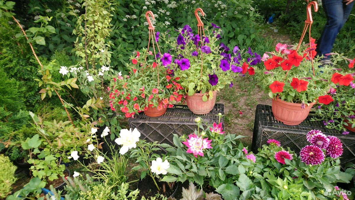 Различные цветы и саженцы купить на Зозу.ру - фотография № 4