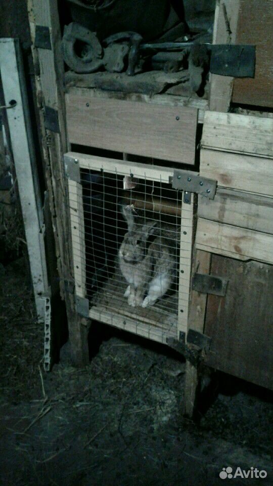 Кролики 5-6 мес. Хорошие помеси готовы к размножен купить на Зозу.ру - фотография № 3