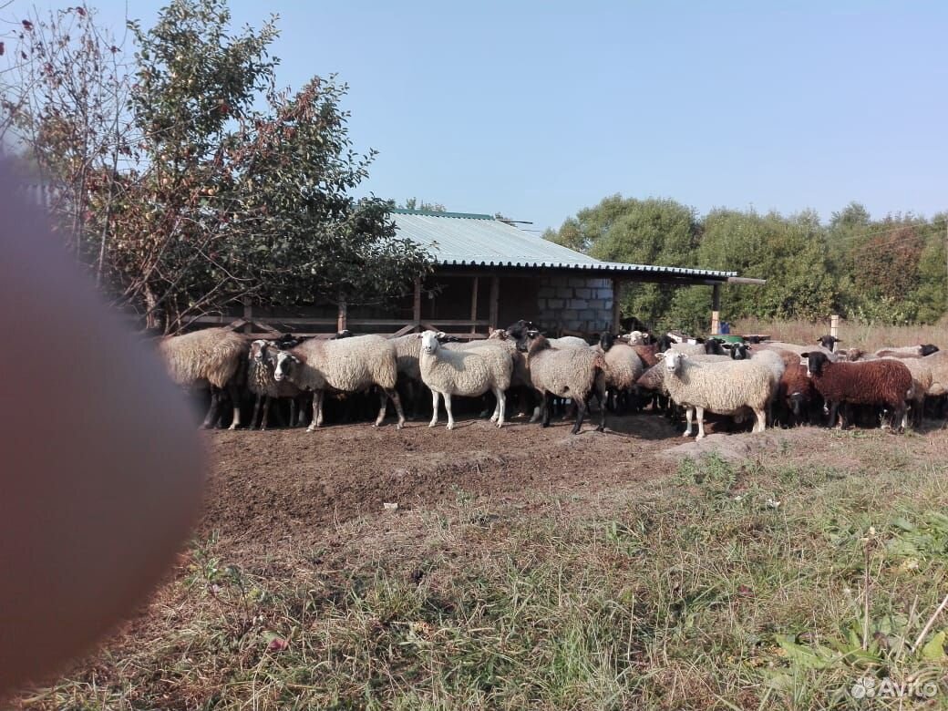 Бараны и Овцы купить на Зозу.ру - фотография № 4