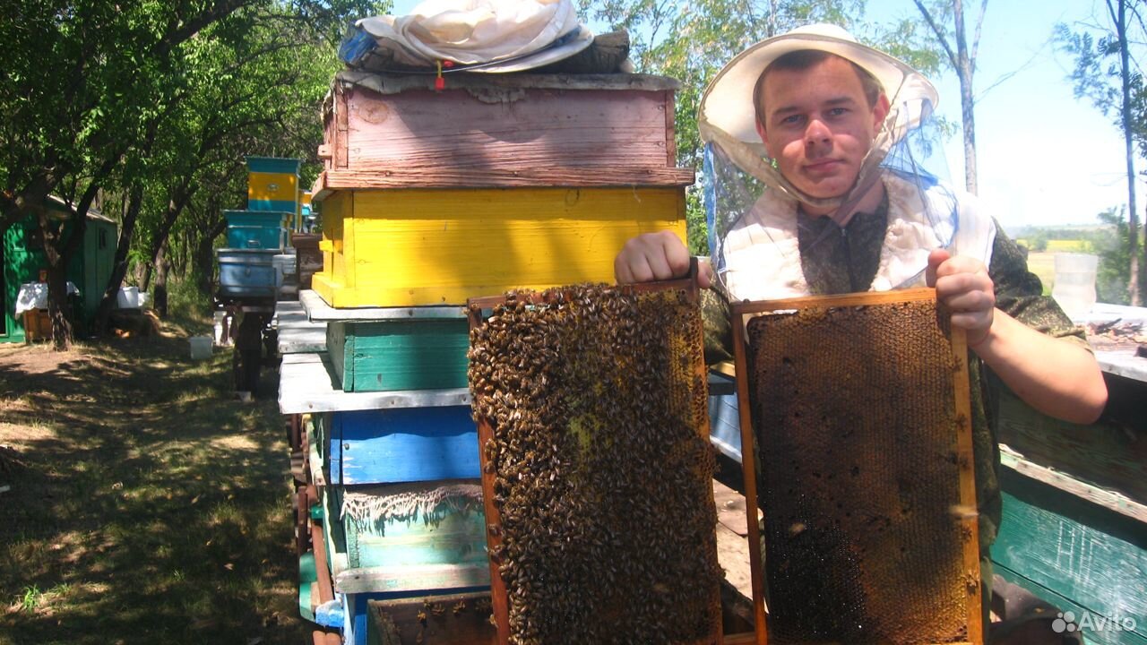 Мед от производителя купить на Зозу.ру - фотография № 5