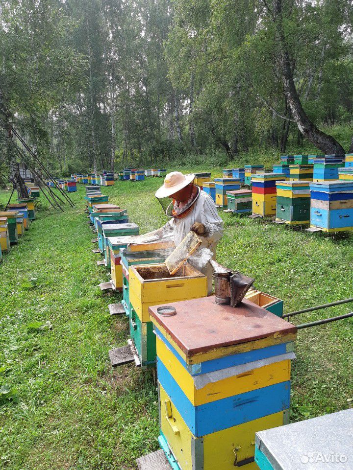 Натуральный дягилевый мёд 2020 купить на Зозу.ру - фотография № 6