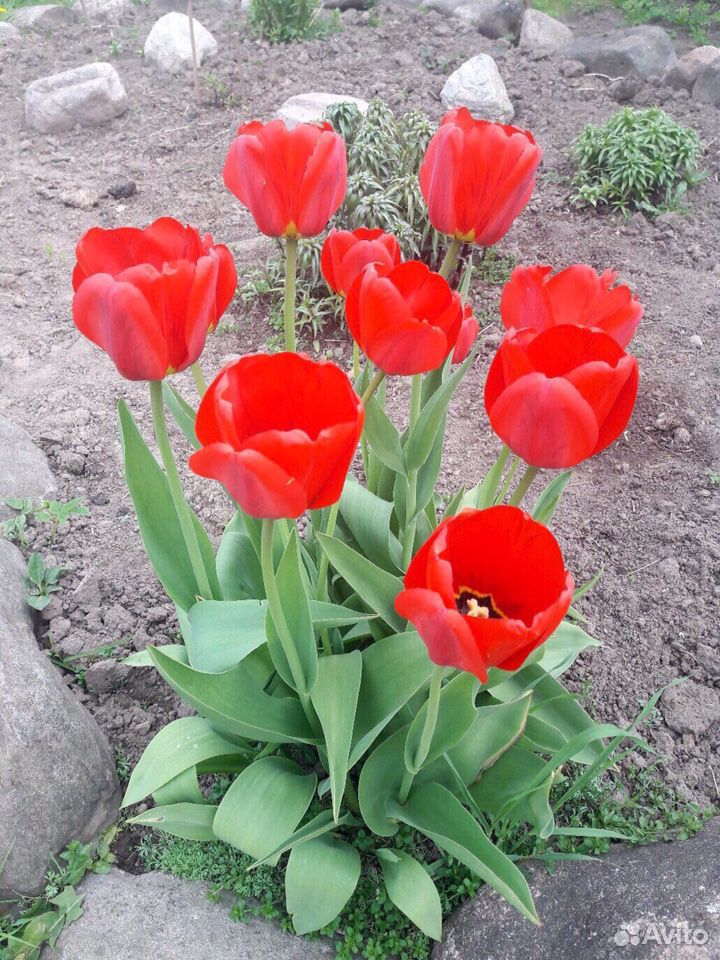 Луковицы тюльпанов, тюльпаны купить на Зозу.ру - фотография № 2