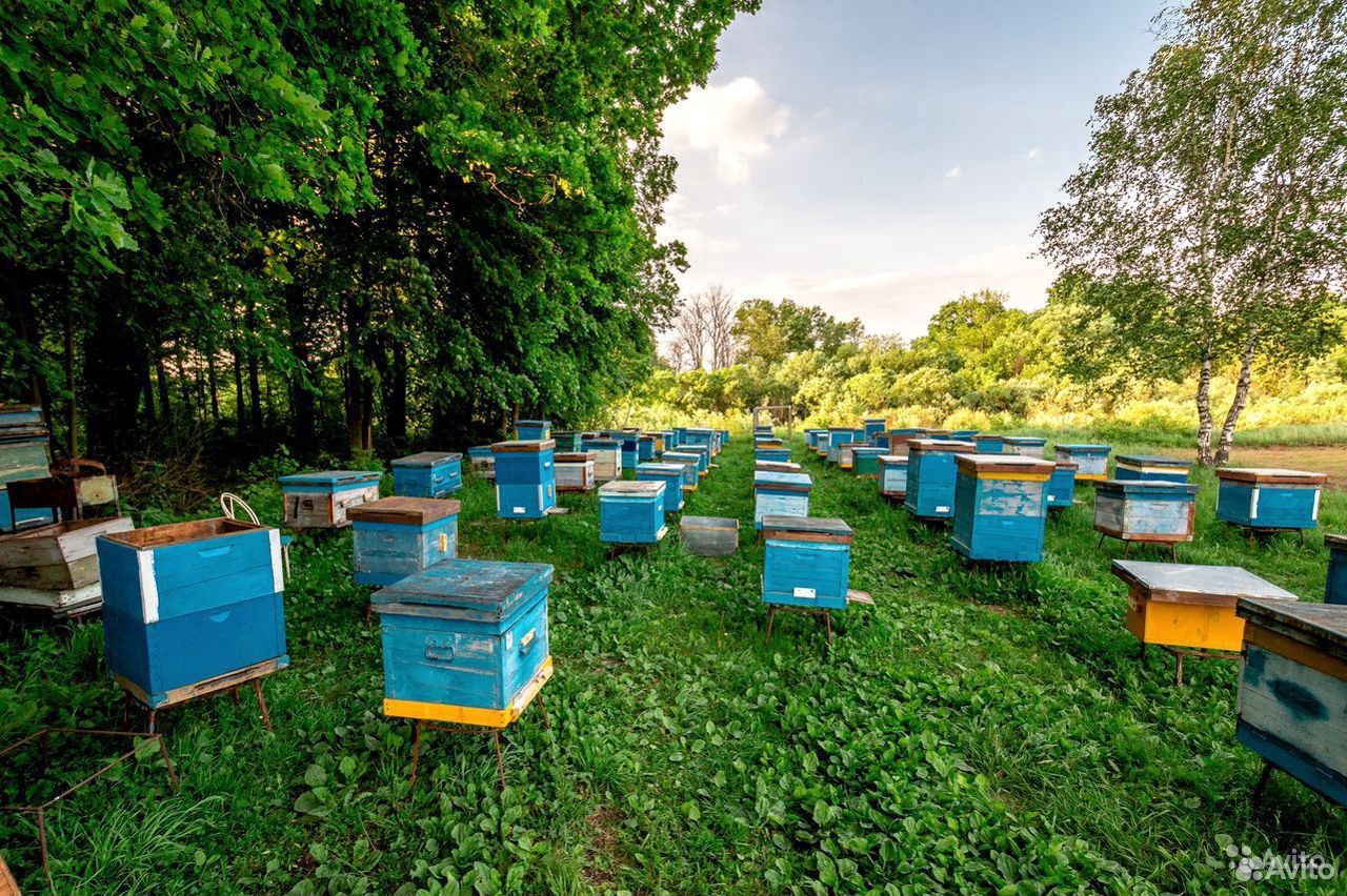 Пчёлы пчелосемьи пасека купить на Зозу.ру - фотография № 1