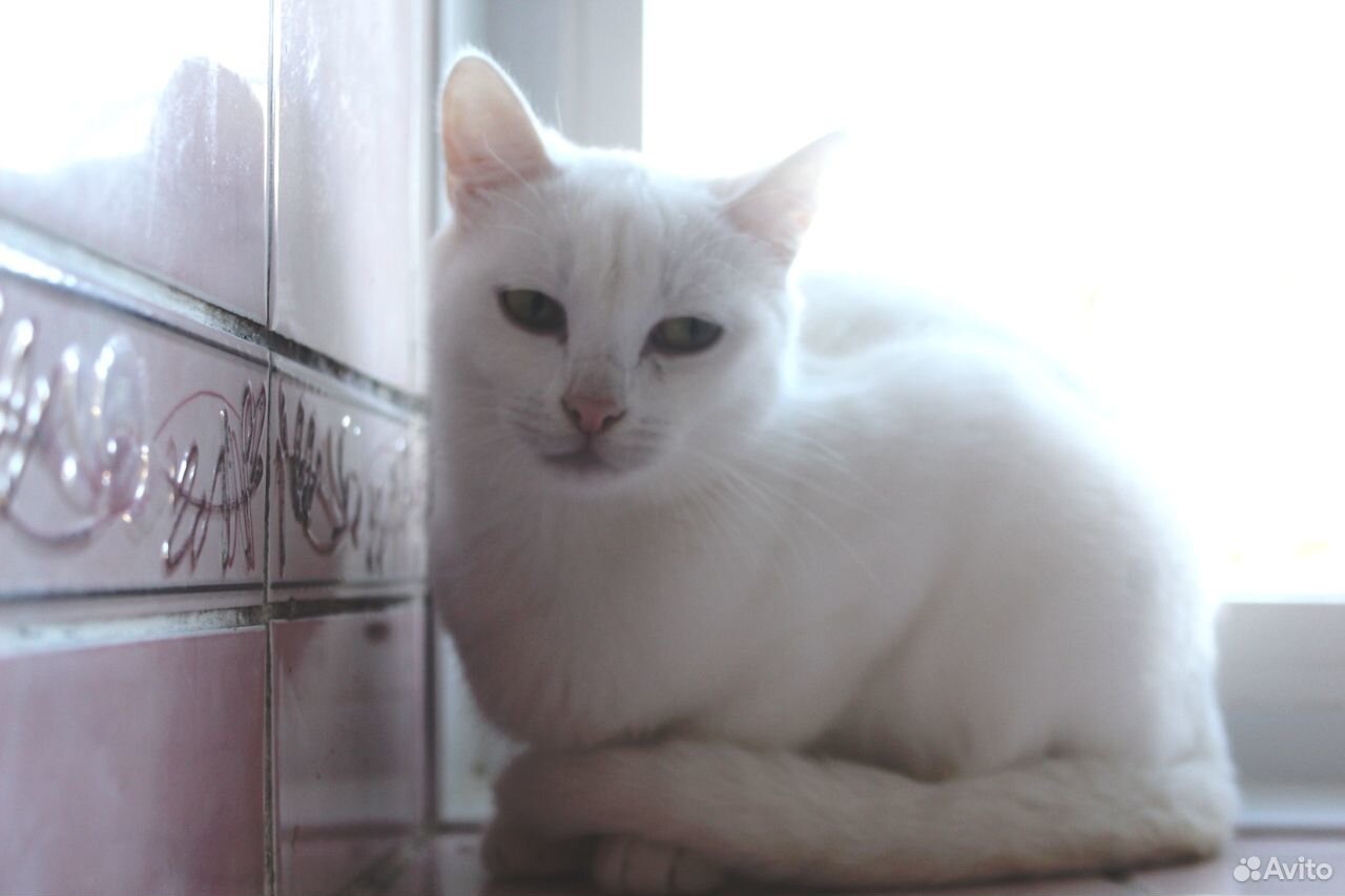 Кастрированный кот Рафинад купить на Зозу.ру - фотография № 7