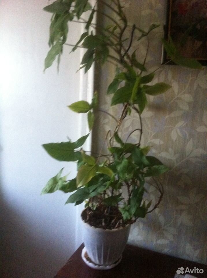 Сингониум домашняя лиана с декоративными листьям купить на Зозу.ру - фотография № 1