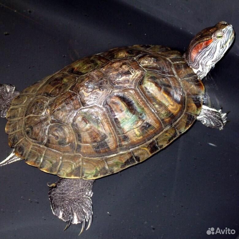 Отдам красноухих черепах купить на Зозу.ру - фотография № 3
