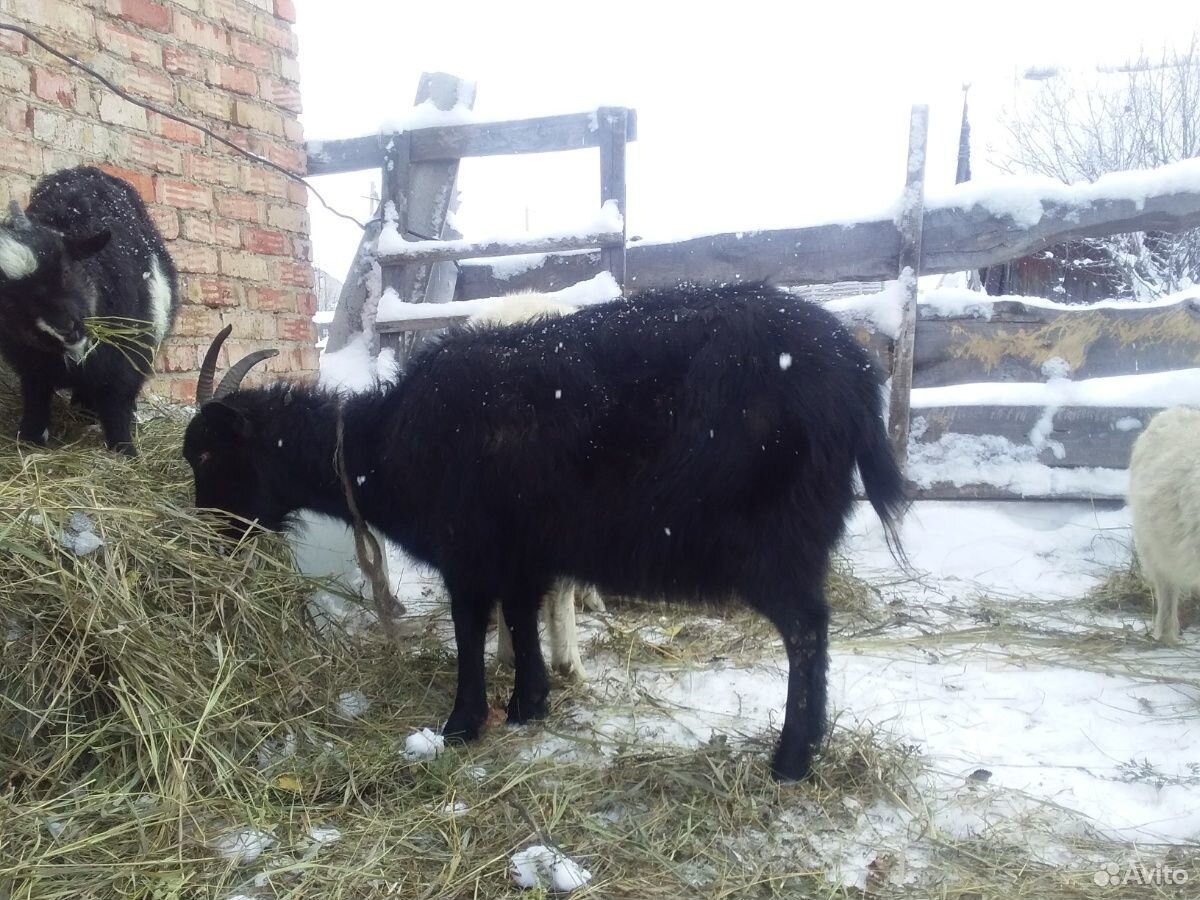 Продается козы и козочки(заанеск.породы.молочные) купить на Зозу.ру - фотография № 10