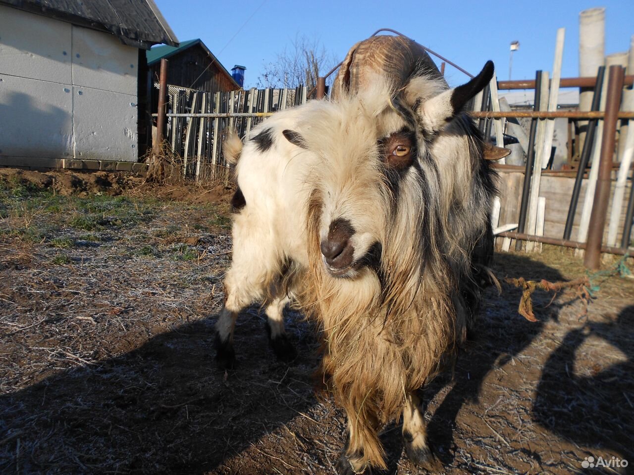 Два козла купить на Зозу.ру - фотография № 8