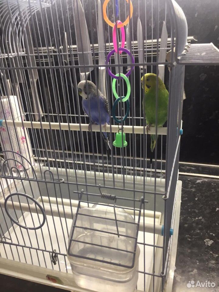2 волнистых попугая с клеткой и всем необходимым купить на Зозу.ру - фотография № 2
