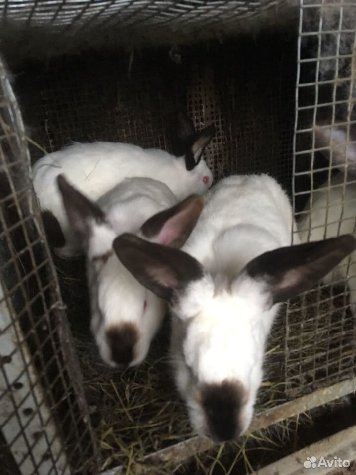 Кролики калифорнийские, 6 месяцев купить на Зозу.ру - фотография № 2