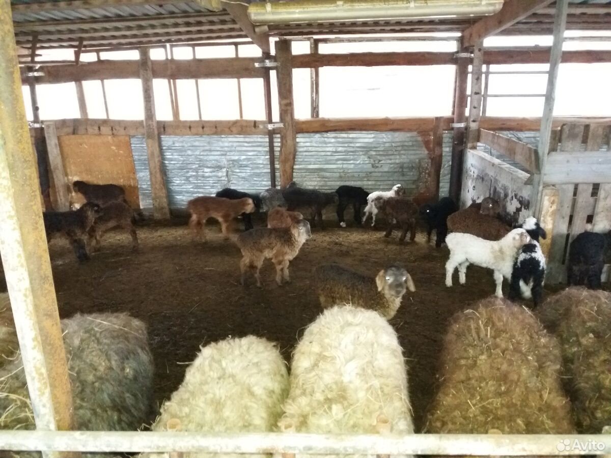 Ярки овцы бараны ягнята купить на Зозу.ру - фотография № 1