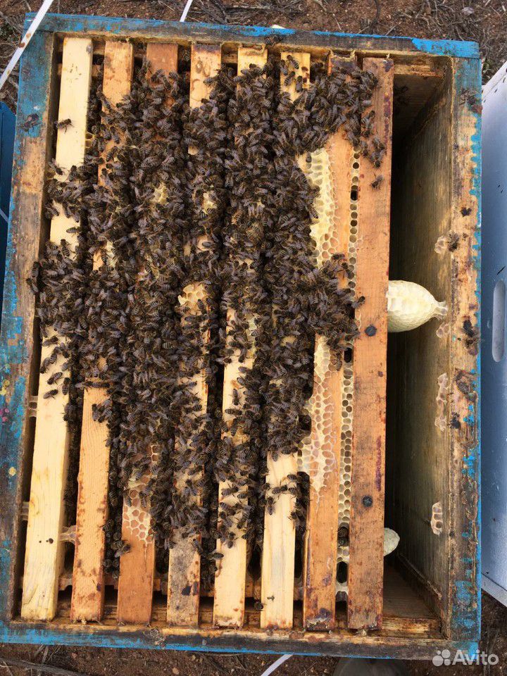 Среднерусские пчелопакеты купить на Зозу.ру - фотография № 2