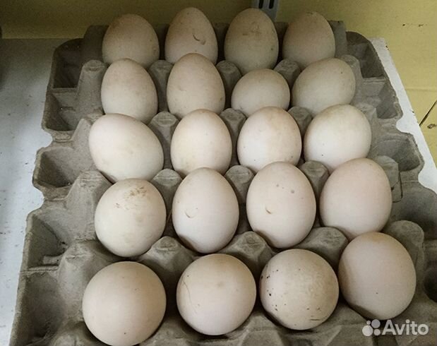 Утки и яйца купить на Зозу.ру - фотография № 1