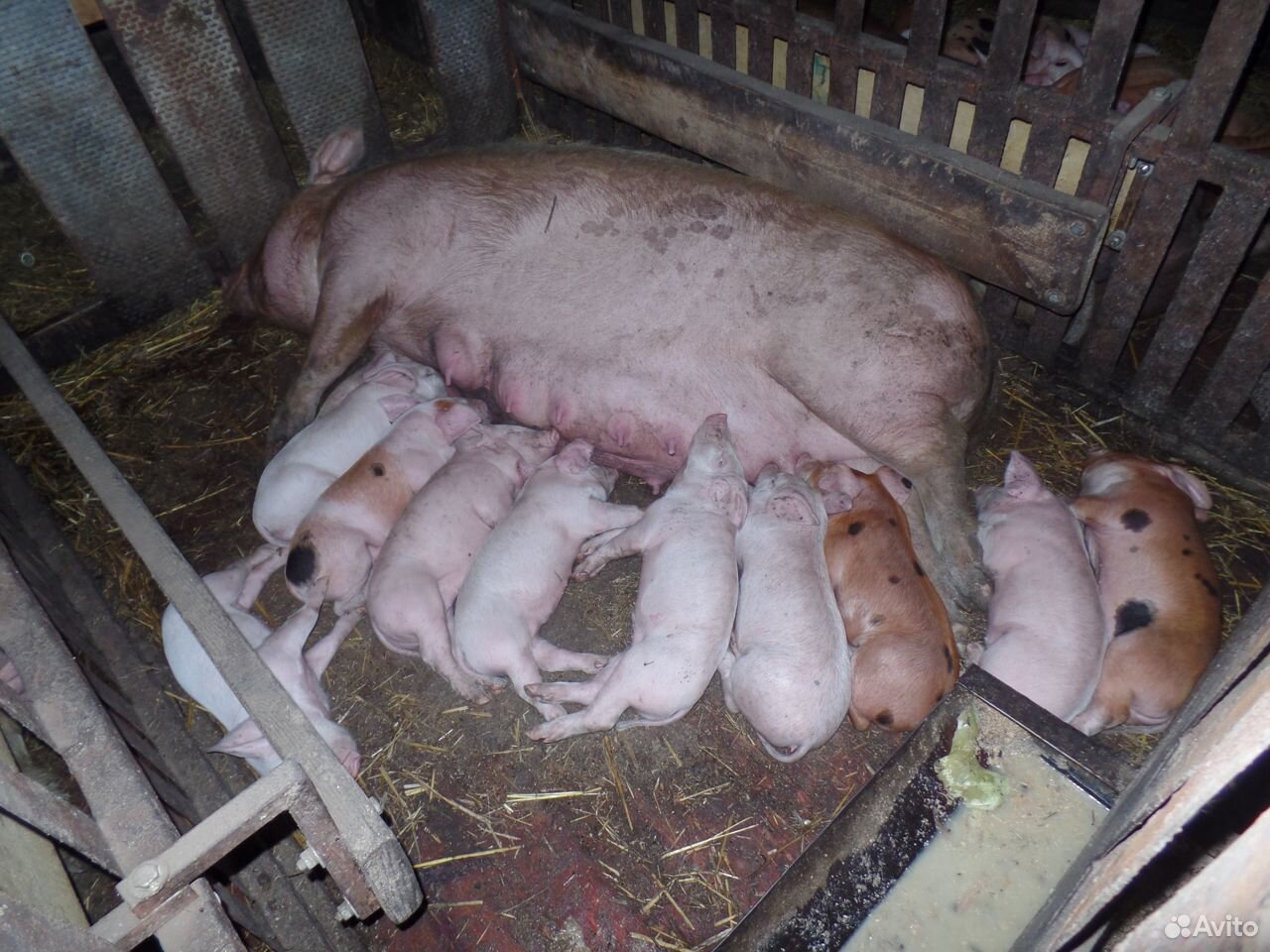 Поросята мясные, свиньи, хряк купить на Зозу.ру - фотография № 2