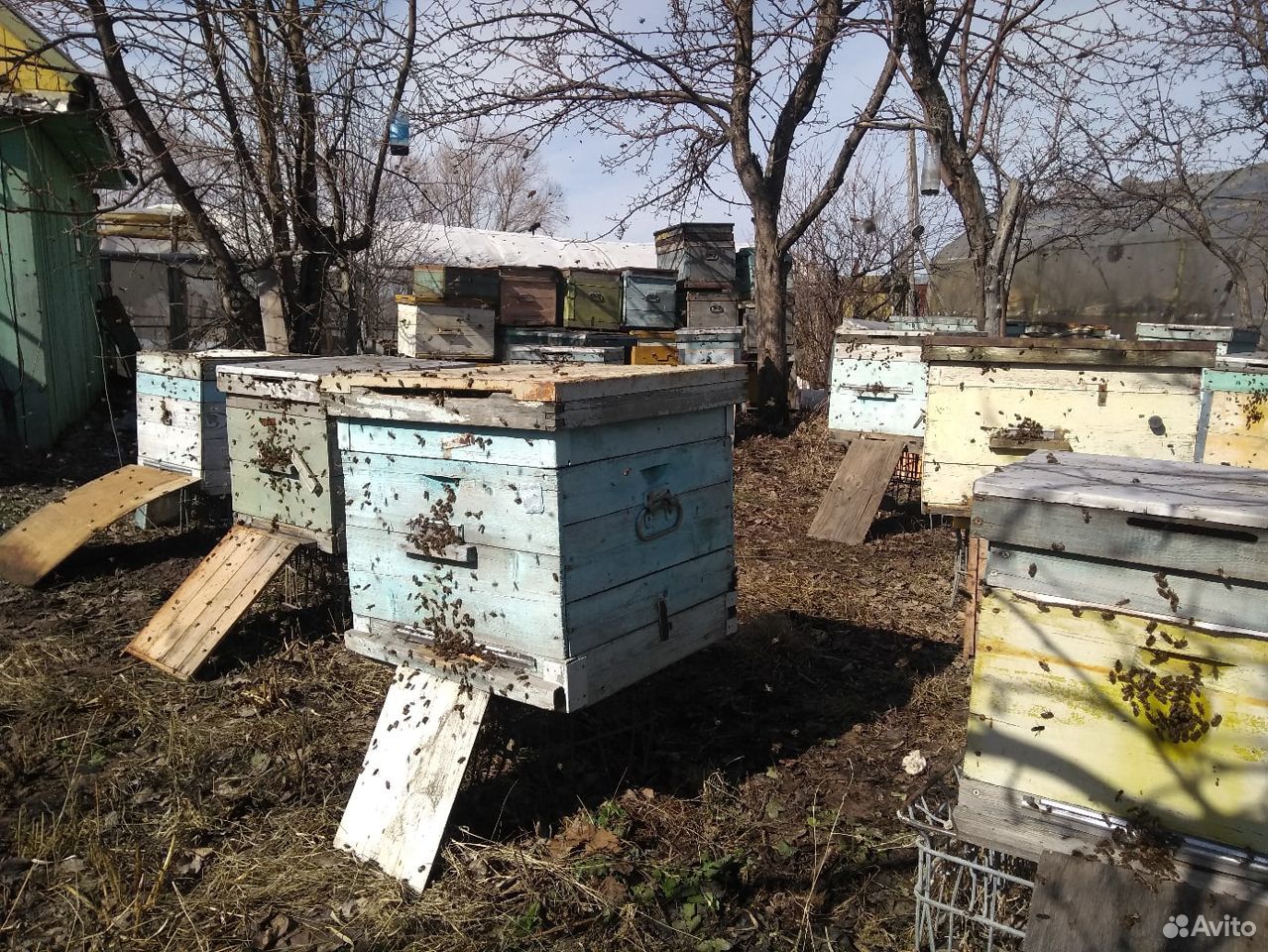 Пчелы семьями купить на Зозу.ру - фотография № 3