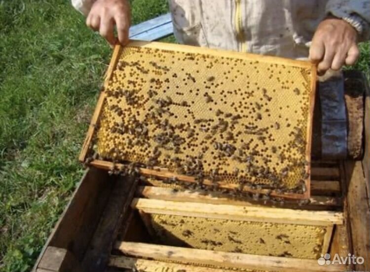 Пчелосемьи 7 шт купить на Зозу.ру - фотография № 1