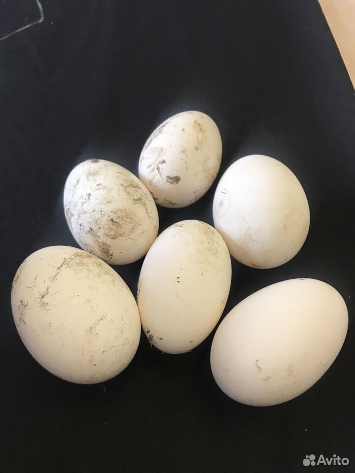 Гусиные яйца. Линда купить на Зозу.ру - фотография № 1
