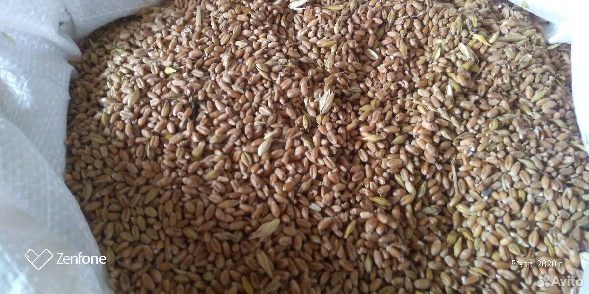 Зерно: пшеница, ячмень купить на Зозу.ру - фотография № 2