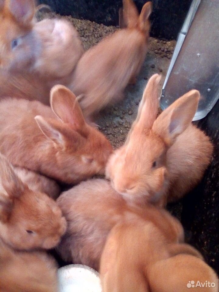 Кролики Новозеландские красные купить на Зозу.ру - фотография № 4