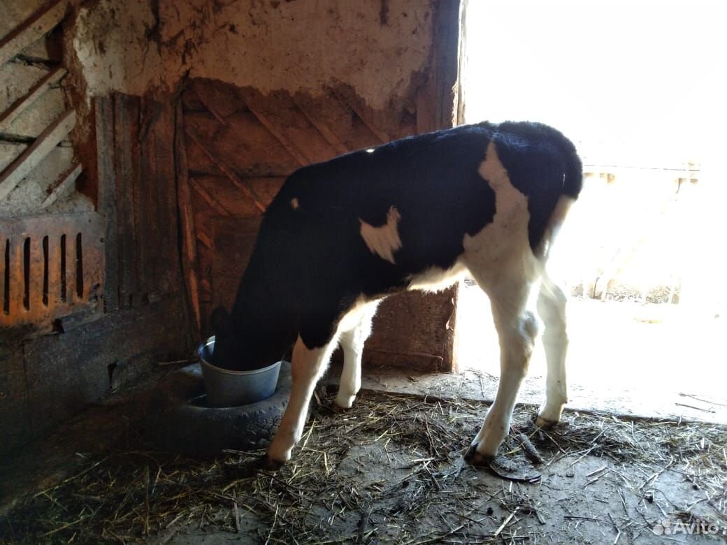 Продается месячный теленок купить на Зозу.ру - фотография № 2