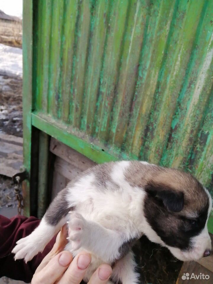 Щенки от сторожевой собаки купить на Зозу.ру - фотография № 4