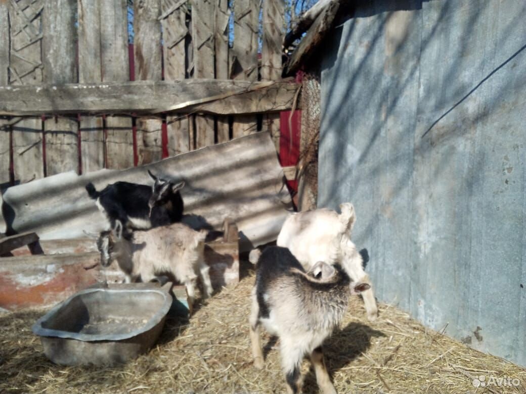 Продаю 2х коз и 4х козлят купить на Зозу.ру - фотография № 7