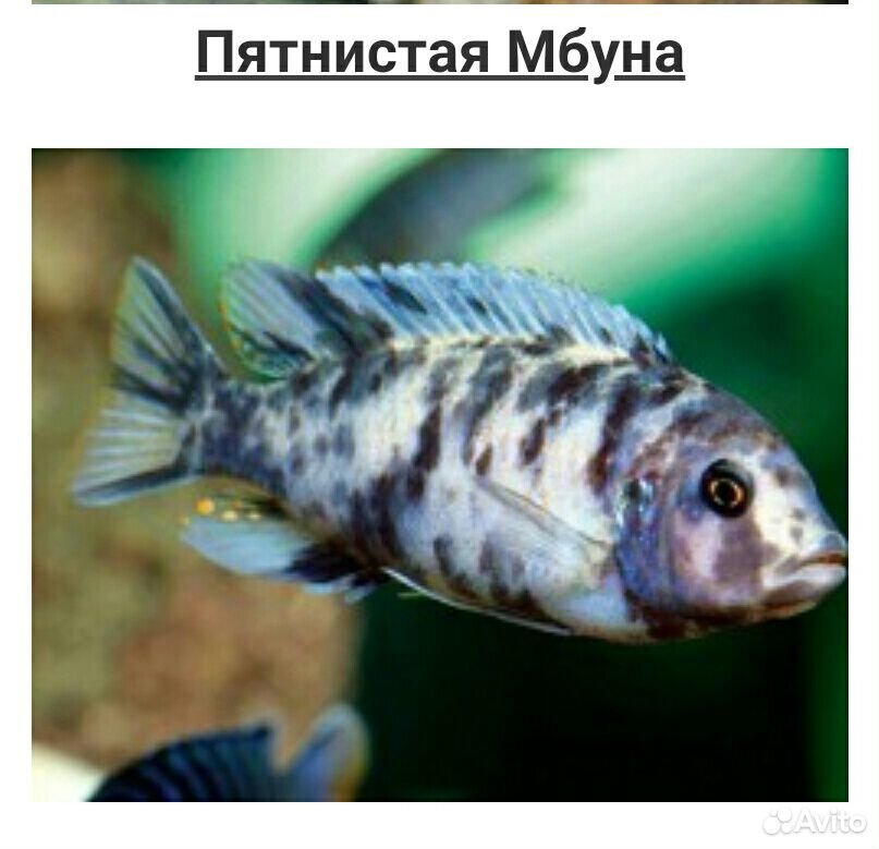 Рыбки аквариумные Цихлиды купить на Зозу.ру - фотография № 8