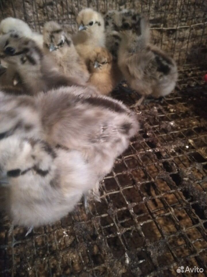 Китайские шелковые цыплята купить на Зозу.ру - фотография № 2