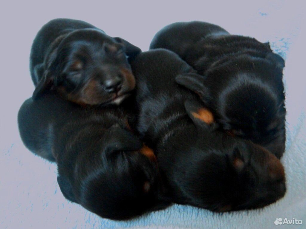 Купить Таксу В Донецке Щенка