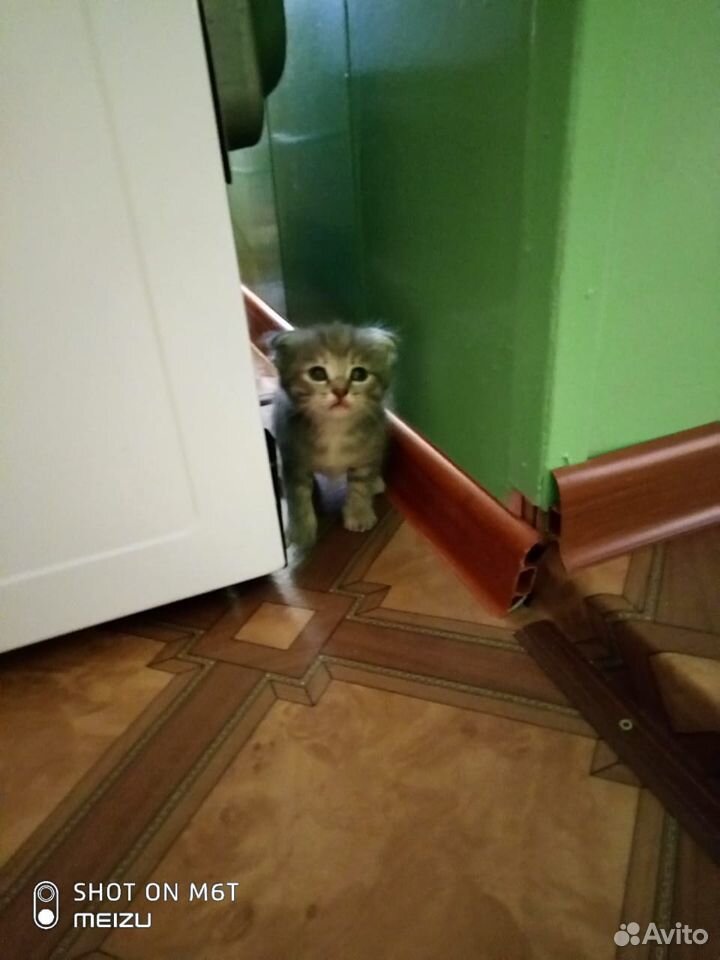 Вислоухий котенок купить на Зозу.ру - фотография № 2