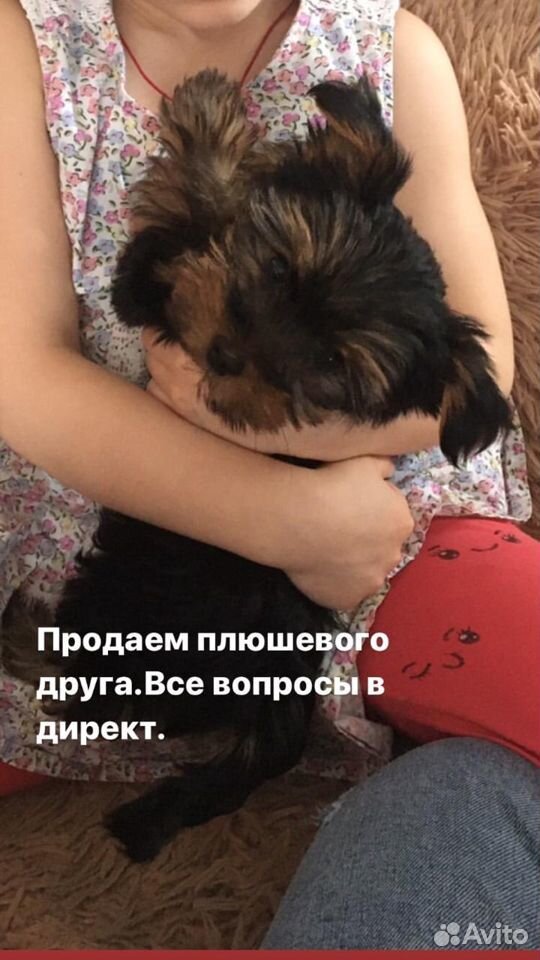 Продам щенка купить на Зозу.ру - фотография № 2