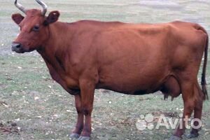 Продам бычков Красно-степной породы 3 недели купить на Зозу.ру - фотография № 1