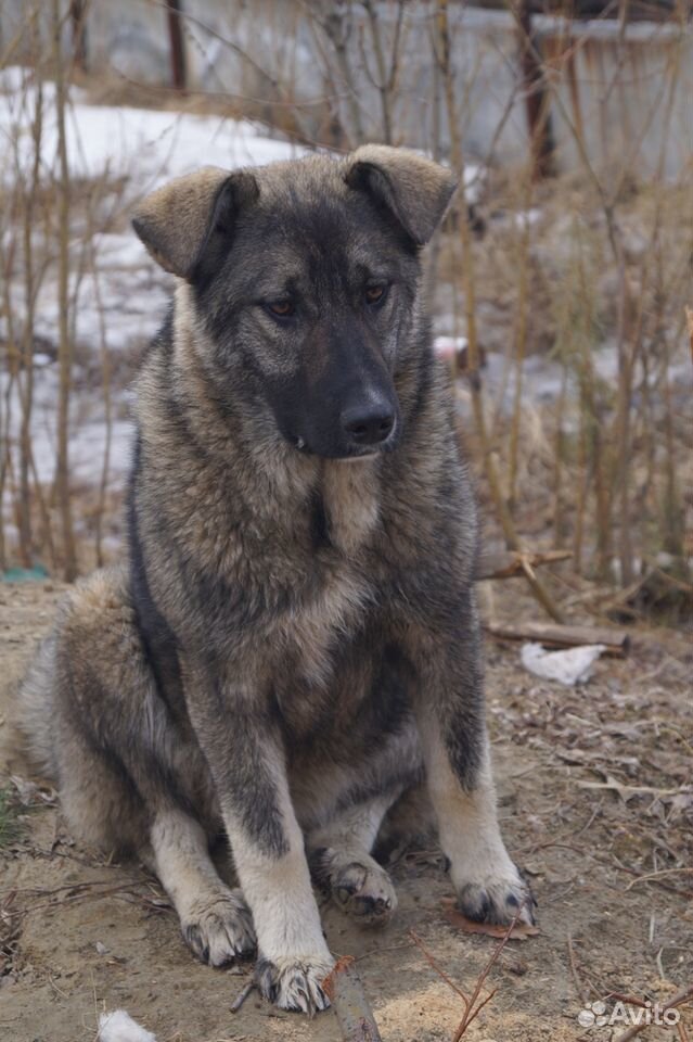Собака Юта - прекрасная охранница купить на Зозу.ру - фотография № 2