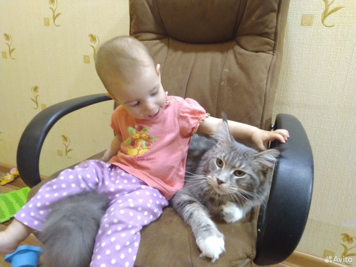 Котята Мейн-Кун (девочка) купить на Зозу.ру - фотография № 7