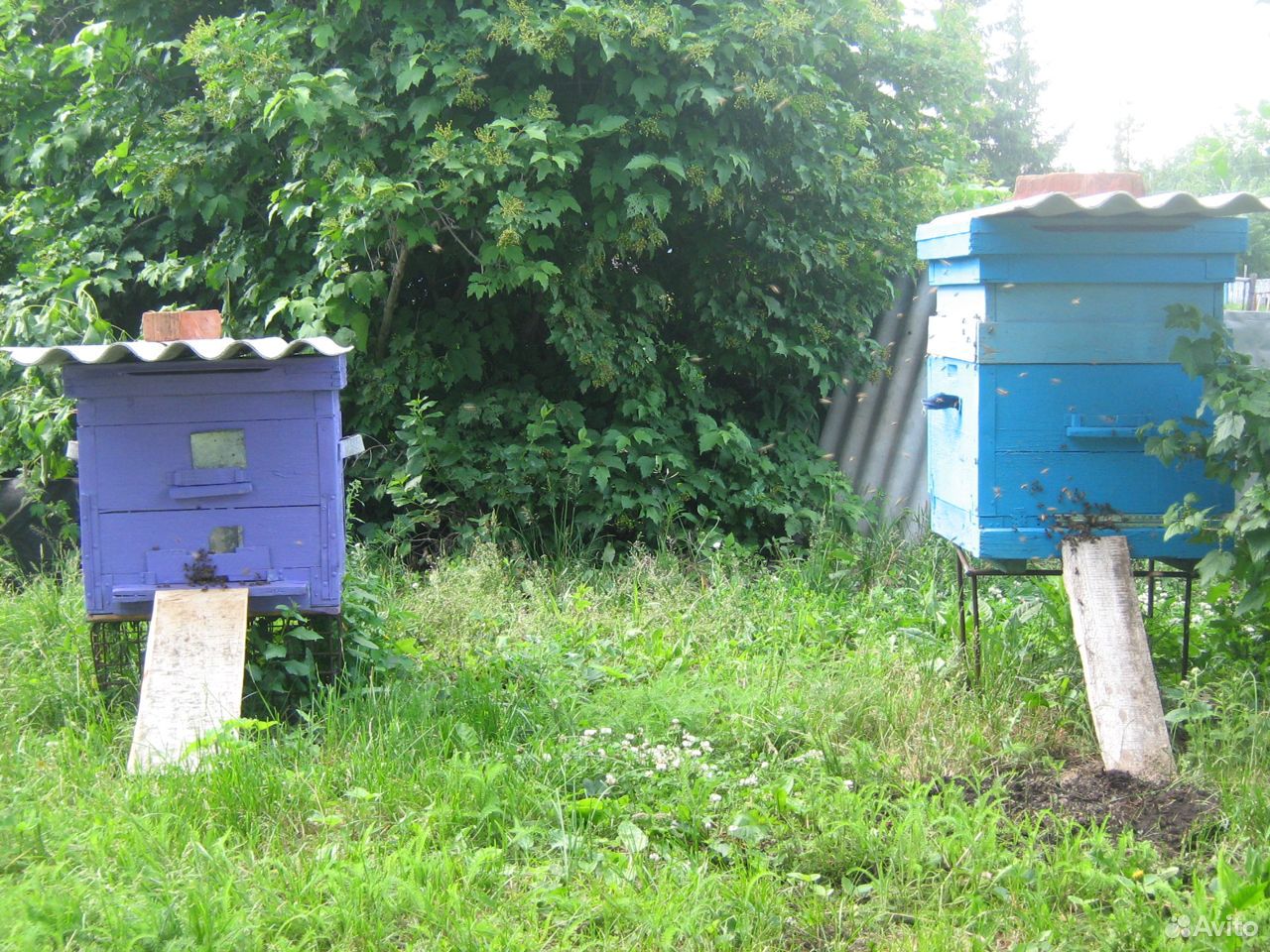 Пчелосемьи среднерусской породы купить на Зозу.ру - фотография № 2