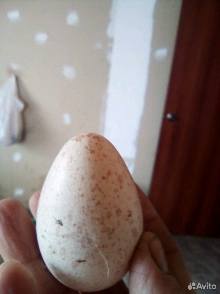 Продам на инкубацию индюшиные яйца купить на Зозу.ру - фотография № 2